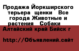 Продажа Йоркширского терьера, щенки - Все города Животные и растения » Собаки   . Алтайский край,Бийск г.